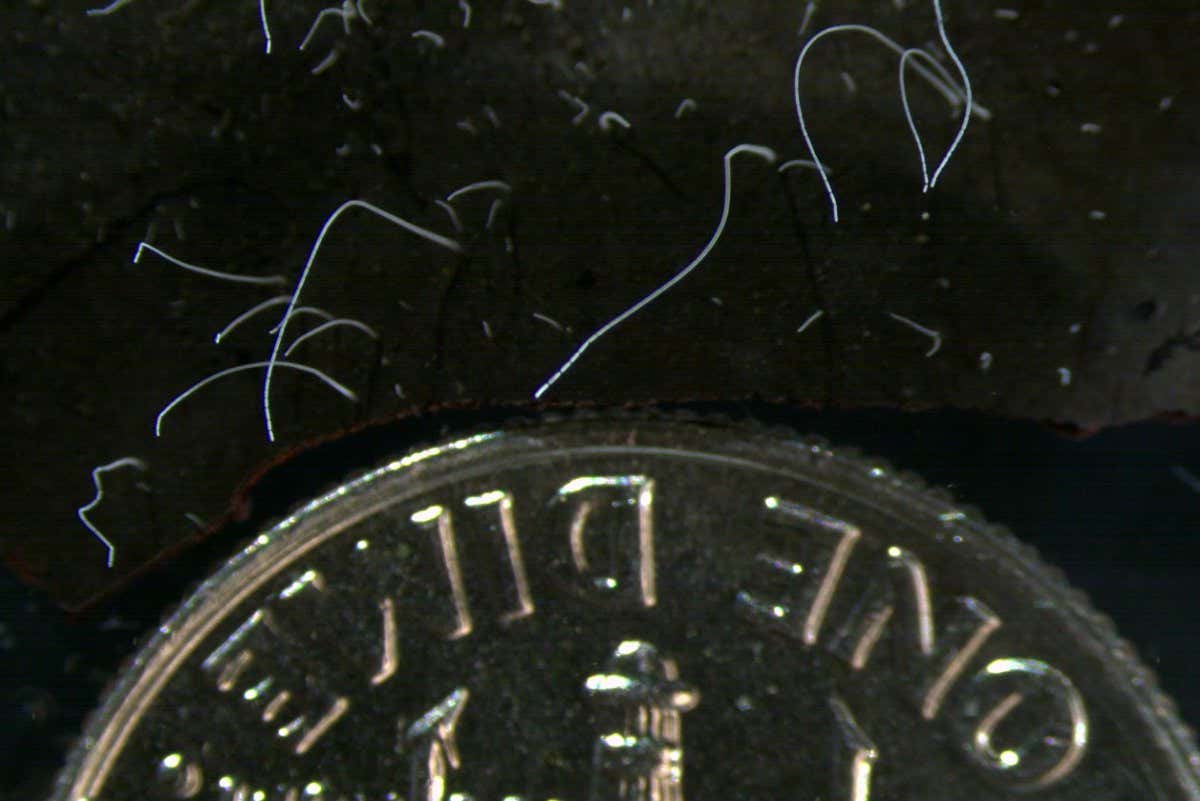 Thiomargarita magnifica