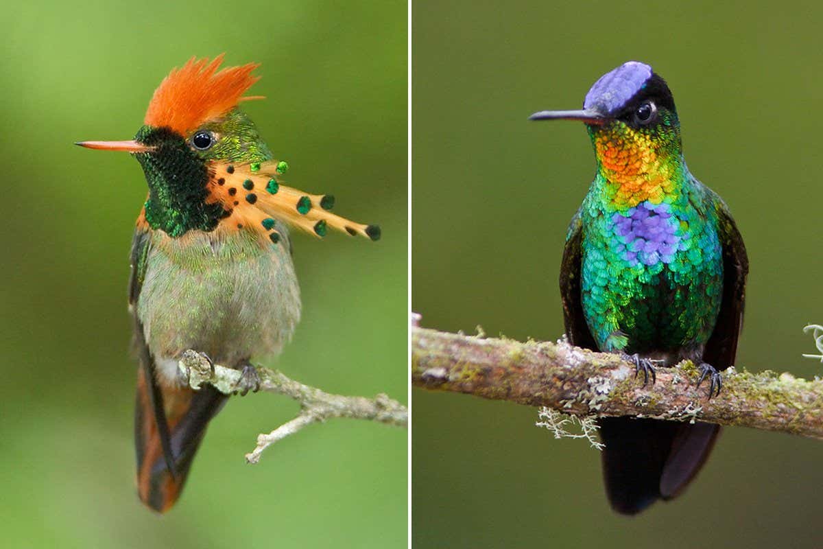 Lophornis ornatus and Panterpes insignis