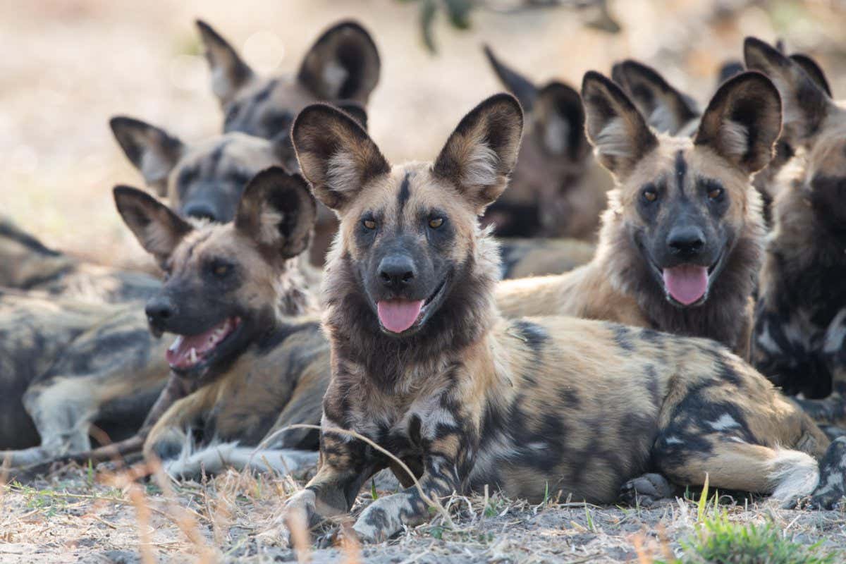 F65B27 Pack of African wild dogs (lycaon pictus), Savuti, Chobe National Park, Botswana