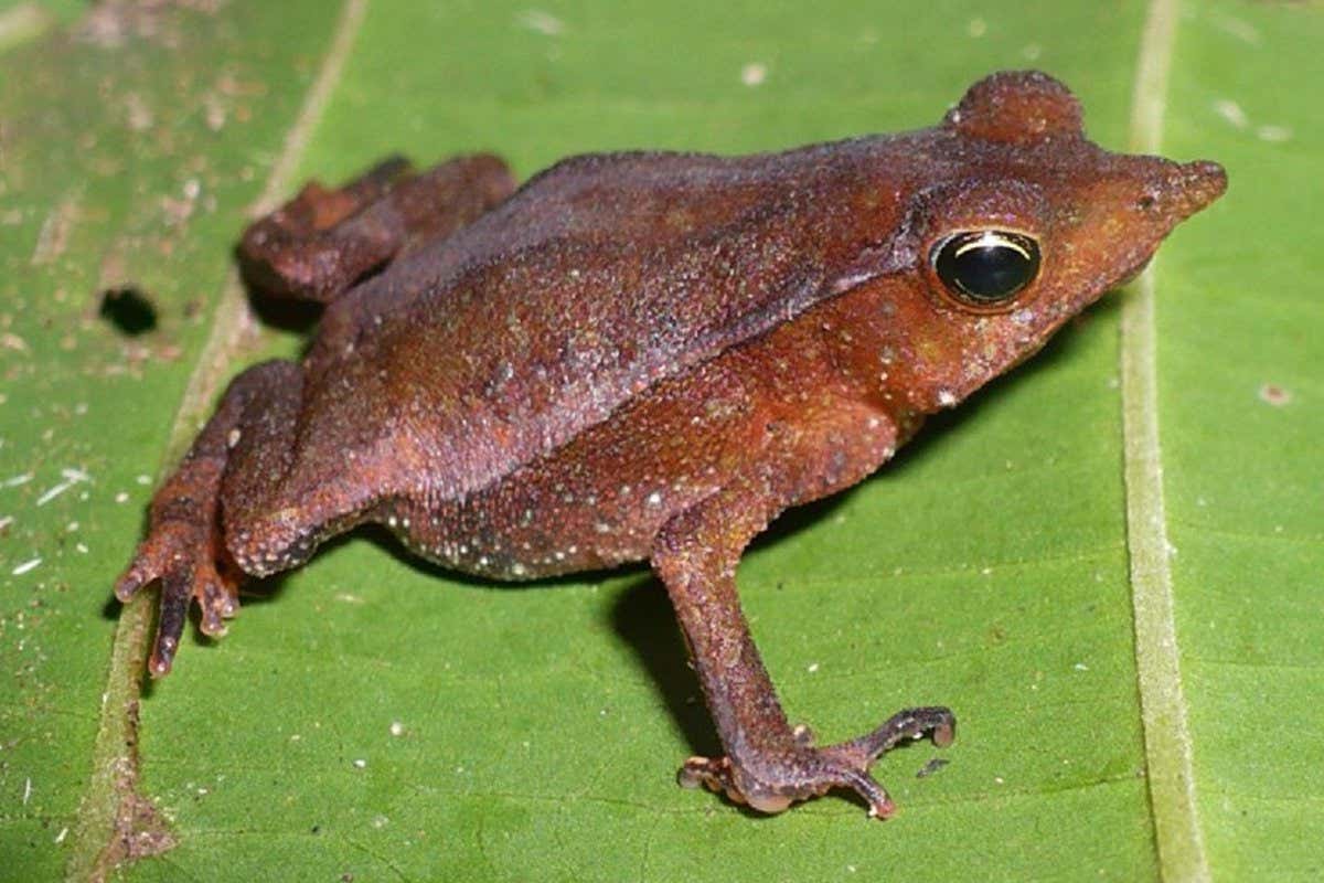 Rhinella angeli was found in upland forests in the Iquitos region