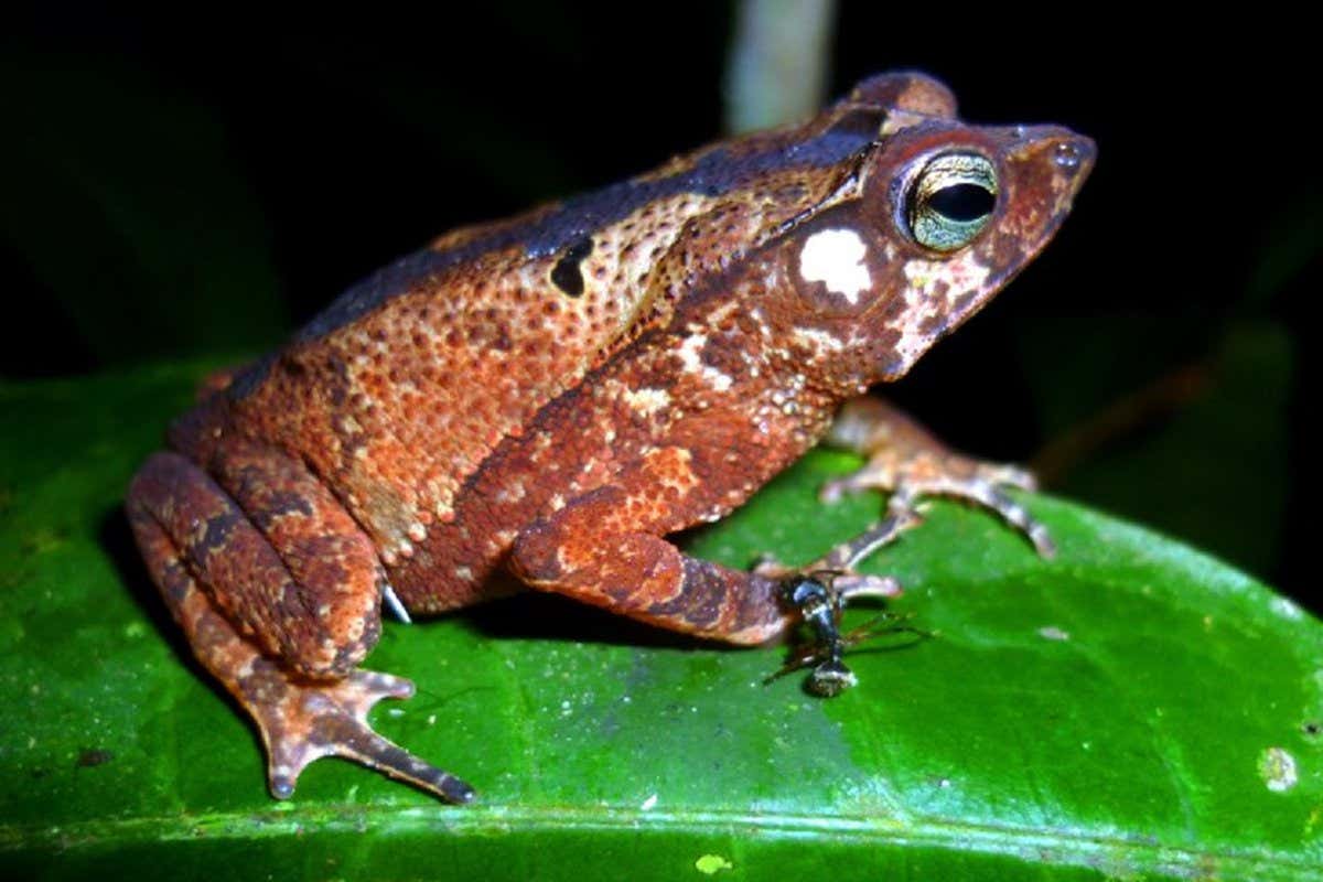 Rhinella unapensis was first identified on a campus of the National University of the Peruvian Amazon
