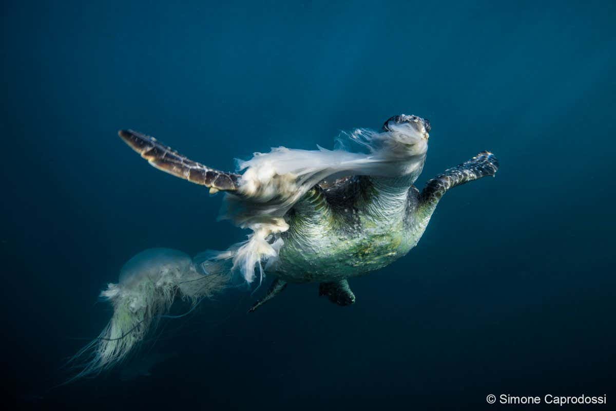 This young green turtle was eagerly snacking on a lion?s mane jellyfish at Julian Rocks like a child eating candy floss. She took such a large mouthful that the jelly morsel wrapped around her face like a veil as she kept swimming blindly towards the surface.