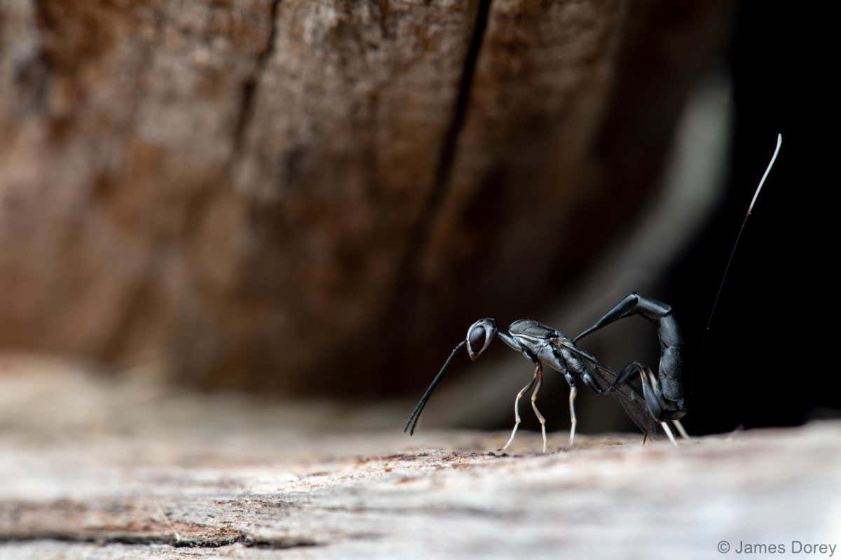 New Scientist. Science news and long reads from expert journalists, covering developments in science, technology, health and the environment on the website and the magazine.