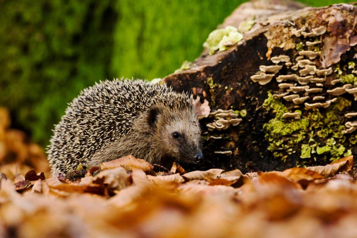 P872D6 West Europese egel in bos; West European Hedgehog in forest