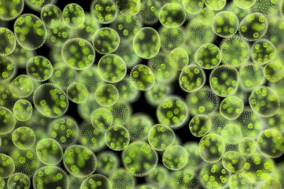 Volvox green algae
