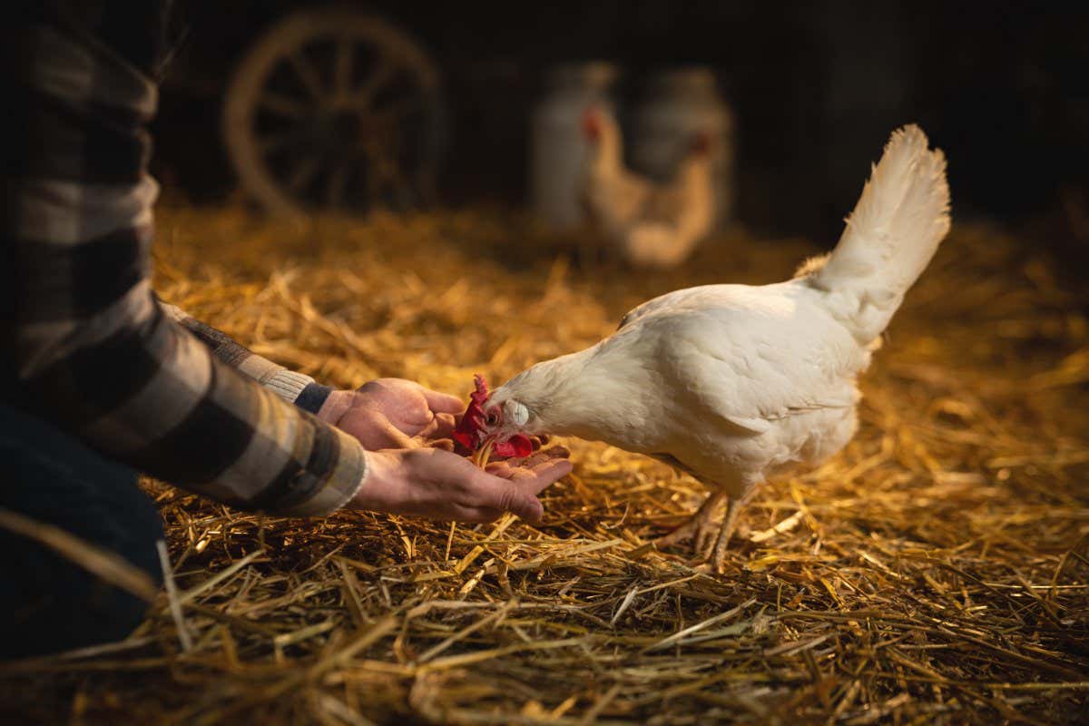 Cinematic close up shot of young male farmer is feeding from his hands ecologically grown white hen with proper genuine bio nutrient cereals for eggs laying in a barn of countryside agricultural farm.; Shutterstock ID 1899989971; purchase_order: