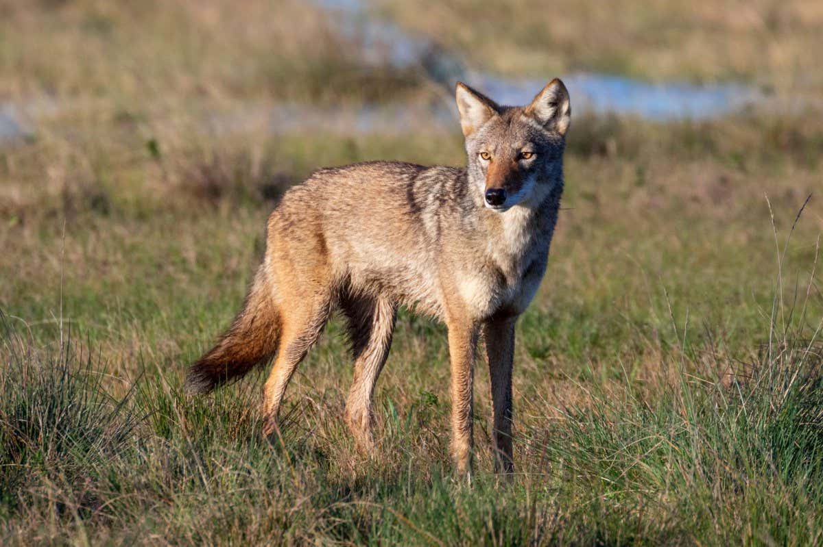 2APGEY7 Coyote (Canis latrans), a presumable natural hybrid with red wolf (Canis rufus) in a wet meadow, Galveston, Texas, USA.