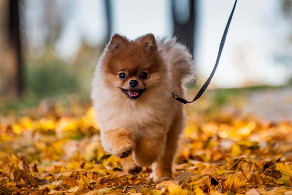 We took Teddy for a walk in Barrington this past weekend. He has been loving this unusually warm weather we've had in November.