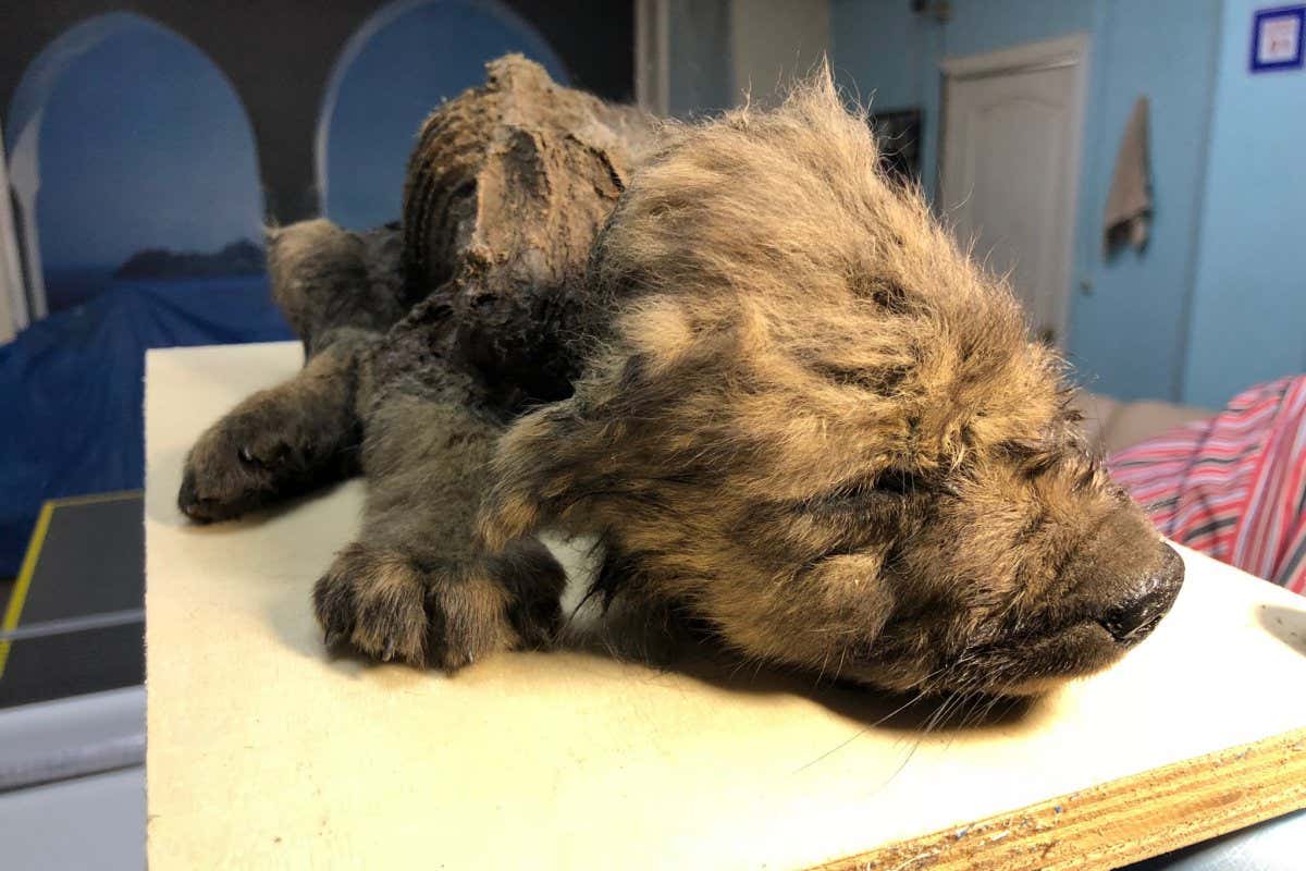 'Dogor', an 18,000 year-old wolf puppy from Yakutia which was included in the study