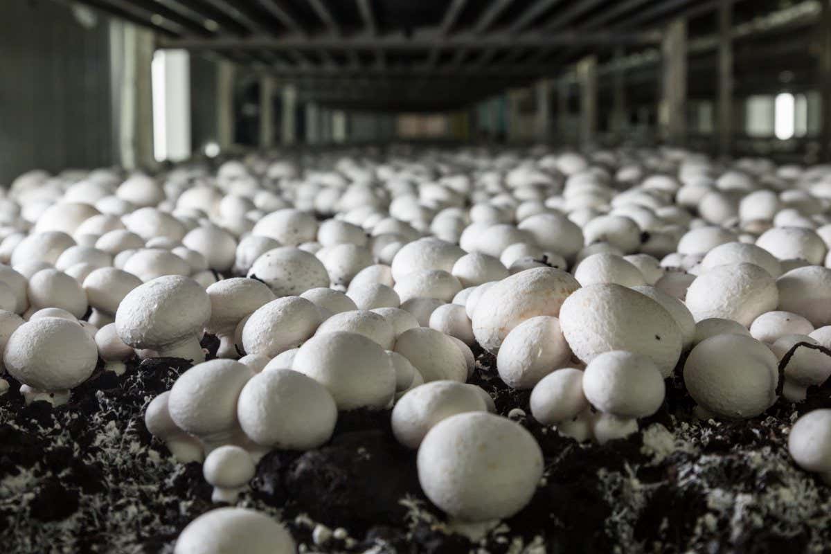 Mushrooms growing on a farm