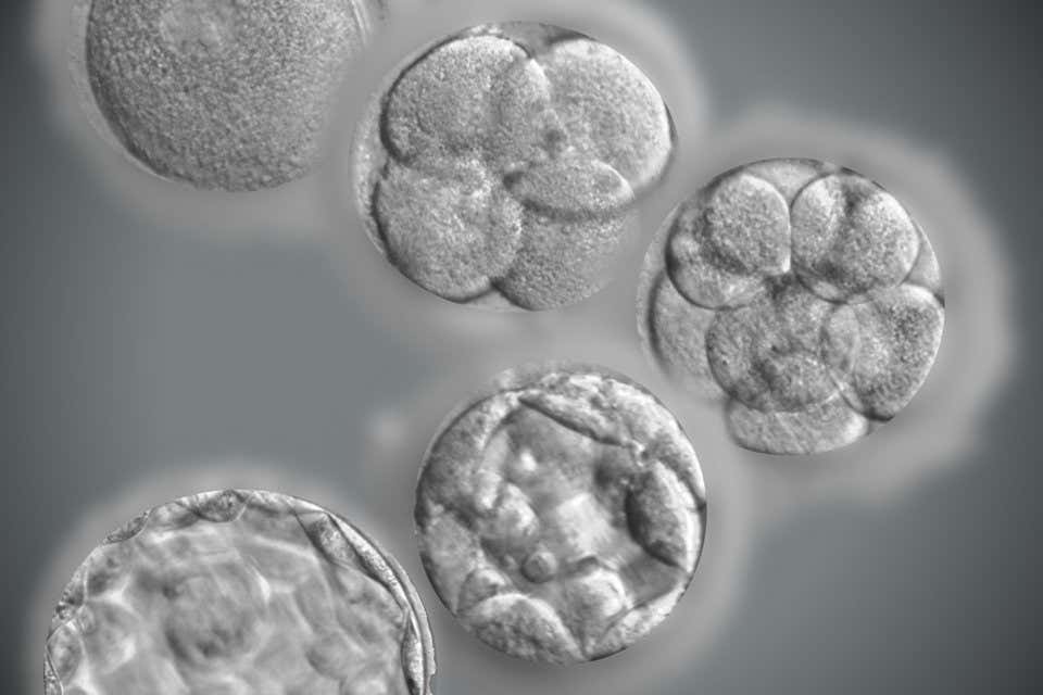 The development of a human embryo