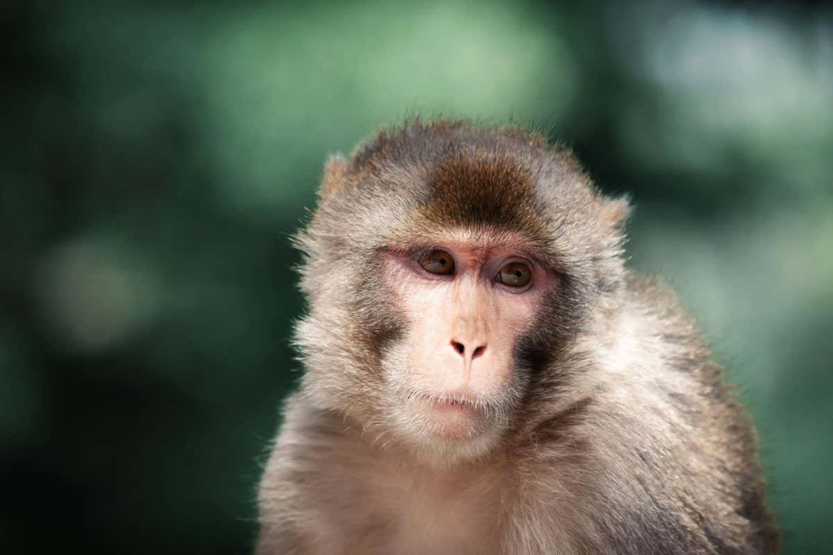 A rhesus macaque monkey