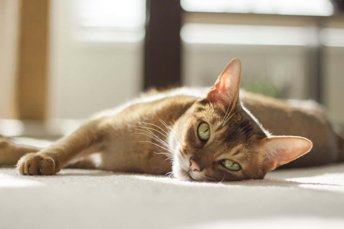 Abyssinian cat