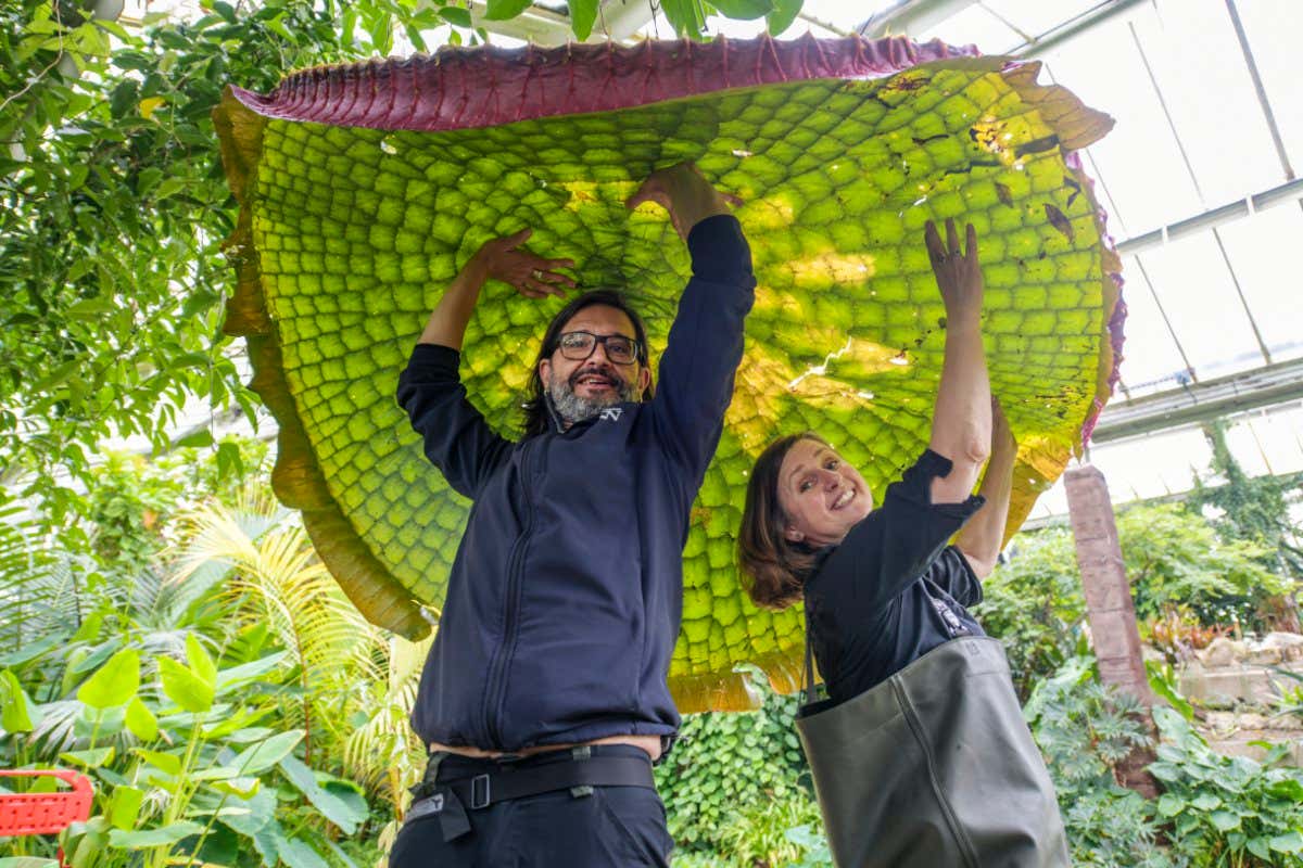 giant water lily being held up by two people