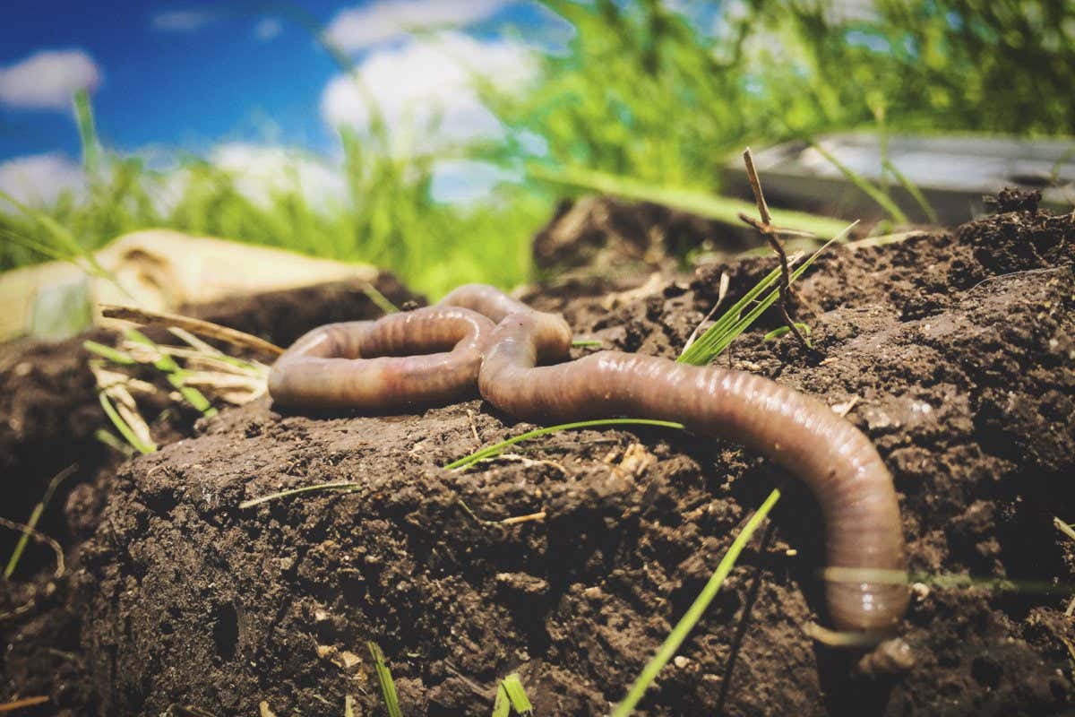 Earth Worm, Dallas City, United States