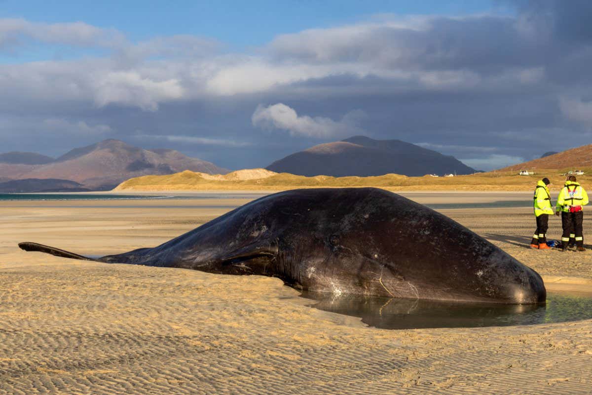 Mandatory Credit: Photo by Melvin Nicholson/Bav Media/Shutterstock (10489566b) A 14-metre sperm whale washed up on Seilebost Beach on the Isle of Harris in the Outer Hebrides in Scotland Sperm whale dies after washing up on beach, Isle of Harris, Scotland - 28 Nov 2019 A 14-metre sperm whale has died after it was washed up on the British coast yesterday (Thurs).The enormous whale was alive when it was found beached on Seilebost Beach on the Isle of Harris in the Outer Hebrides in Scotland on Thursday morning (Nov 28), but it died shortly afterwards.Photographer Melvin Nicholson, who was visiting the beach, said:
