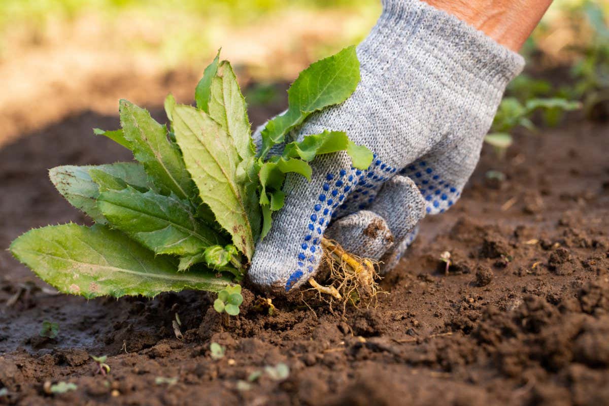 Close Up Of Gardening Hand In Glove Pulling Out Weeds Grass From Soil. Work In Garden.; Shutterstock ID 1175231776; purchase_order: -; job: -; client: -; other: -