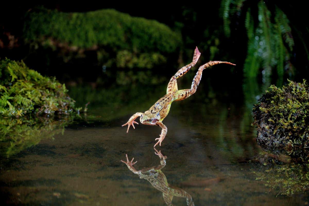 Common frog (Rana temporaria) leaping into a pond, controlled conditions, UK.