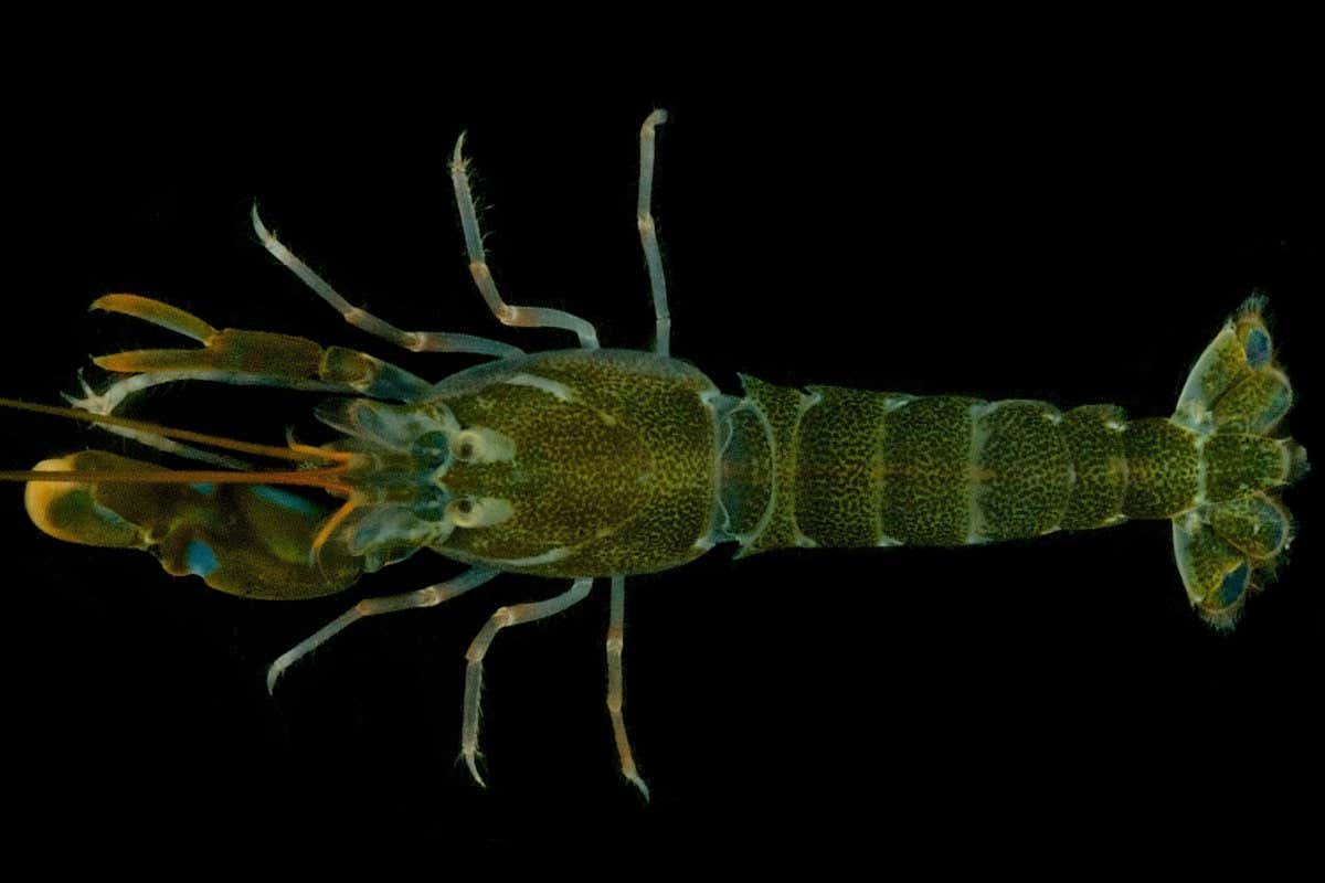A snapping shrimp (Alpheus heterochaelis) at night