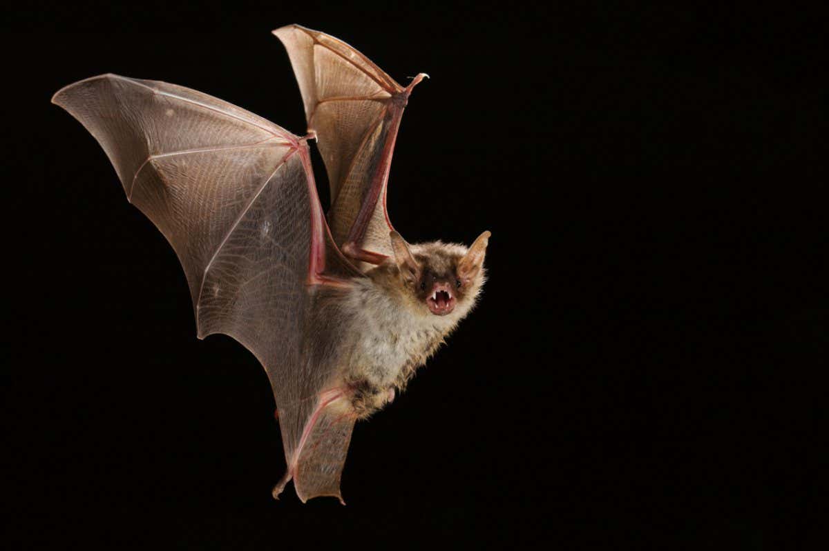 A greater mouse-eared bat (Myotis myotis)