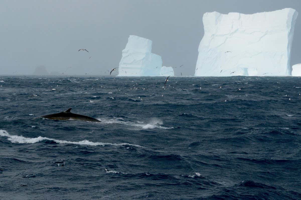 Fin whale in front of iceberg