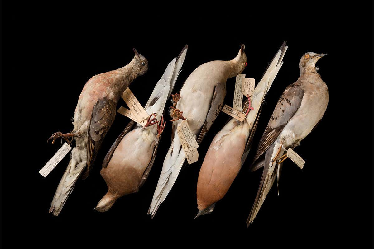 Passenger pigeons from the Field Museum's private collections