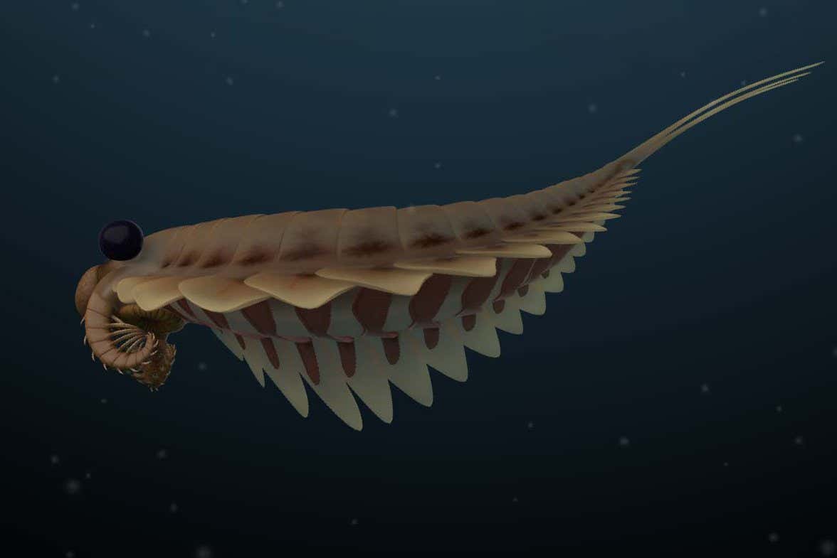 A reconstruction of Stanleycaris hirpex