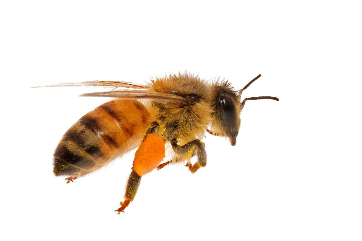 European honey bee (Apis Mellifera) Meetyourneighbours.net project