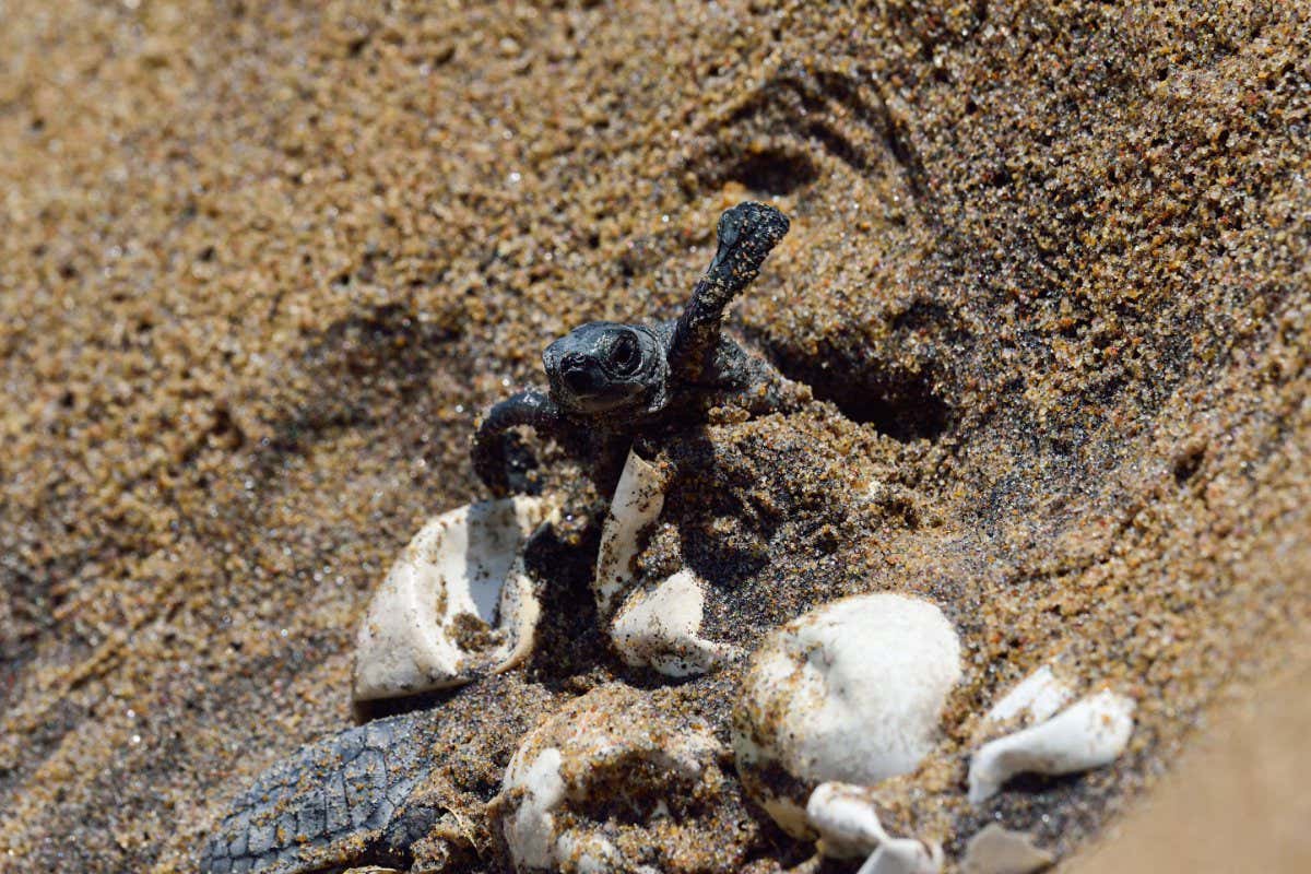 An olive ridley turtle leaving its egg