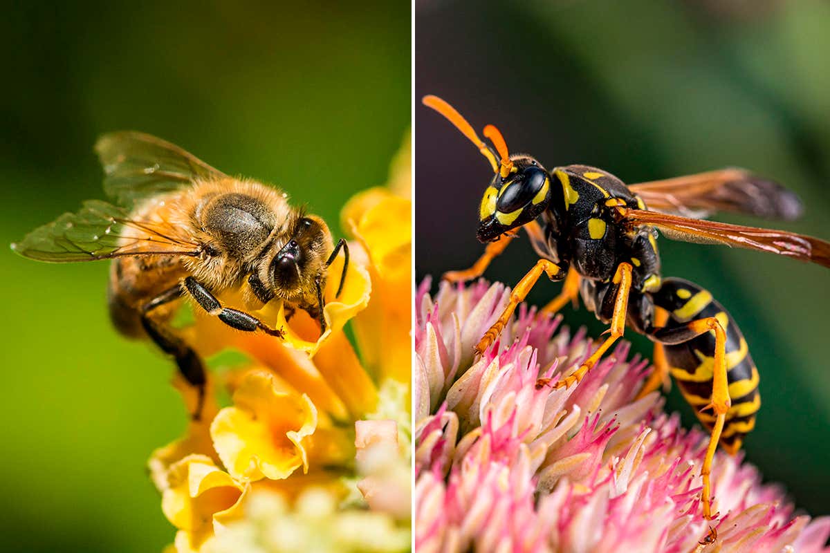 A bee and a wasp perch on flowers