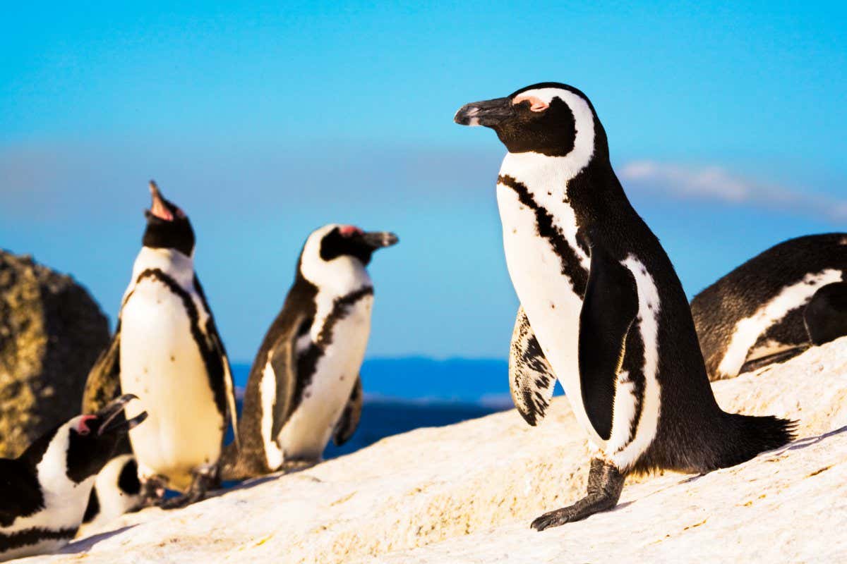 African penguins at Boulders Beach in South Africa