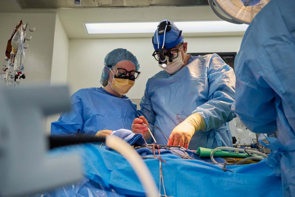 Nader Moazami, MD, (right) surgical director of heart transplantation at the NYU Langone Transplant Institute, and cardiothoracic physician assistant Amanda Merrifield prepare to remove the heart from a recently deceased donor on Wednesday, July 6, 2022, in New York, NY.