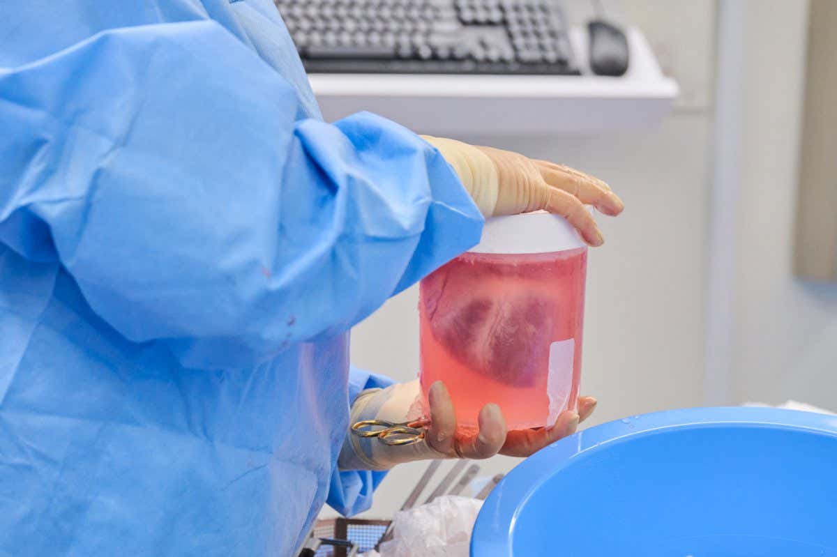 Caption: A genetically modified pig heart suspended in solution ahead of xenotransplantation at NYU Langone Health on Wednesday, July 6, 2022, in New York, NY. Credit: Joe Carrotta for NYU Langone Health