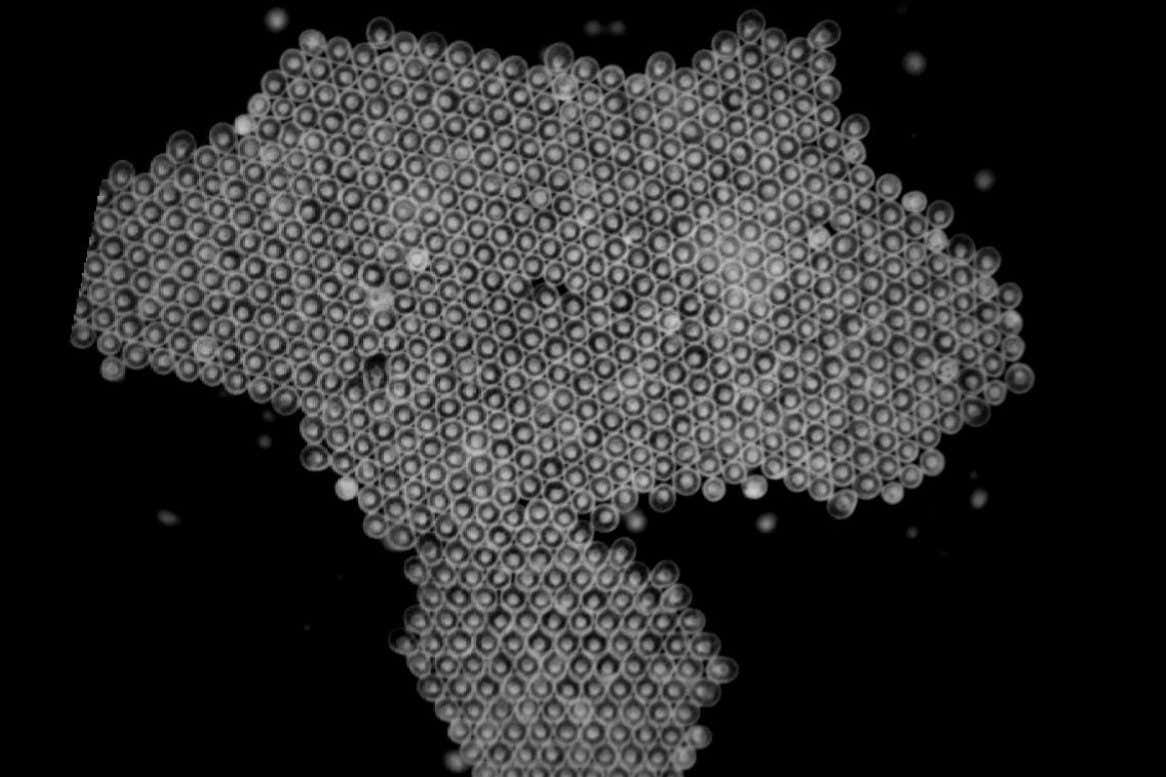 Starfish living crystal