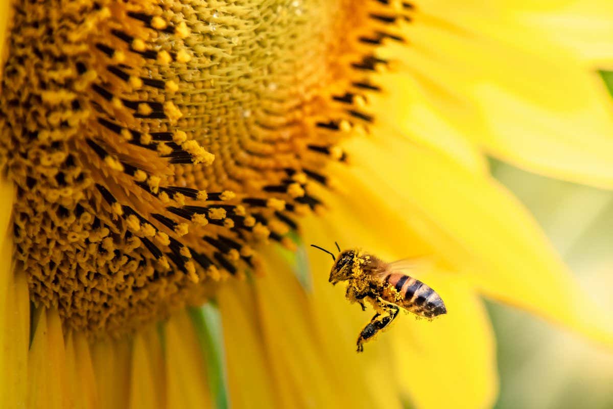 honey bee pollinating sunflower plant; Shutterstock ID 1920347621; purchase_order: -; job: -; client: -; other: -