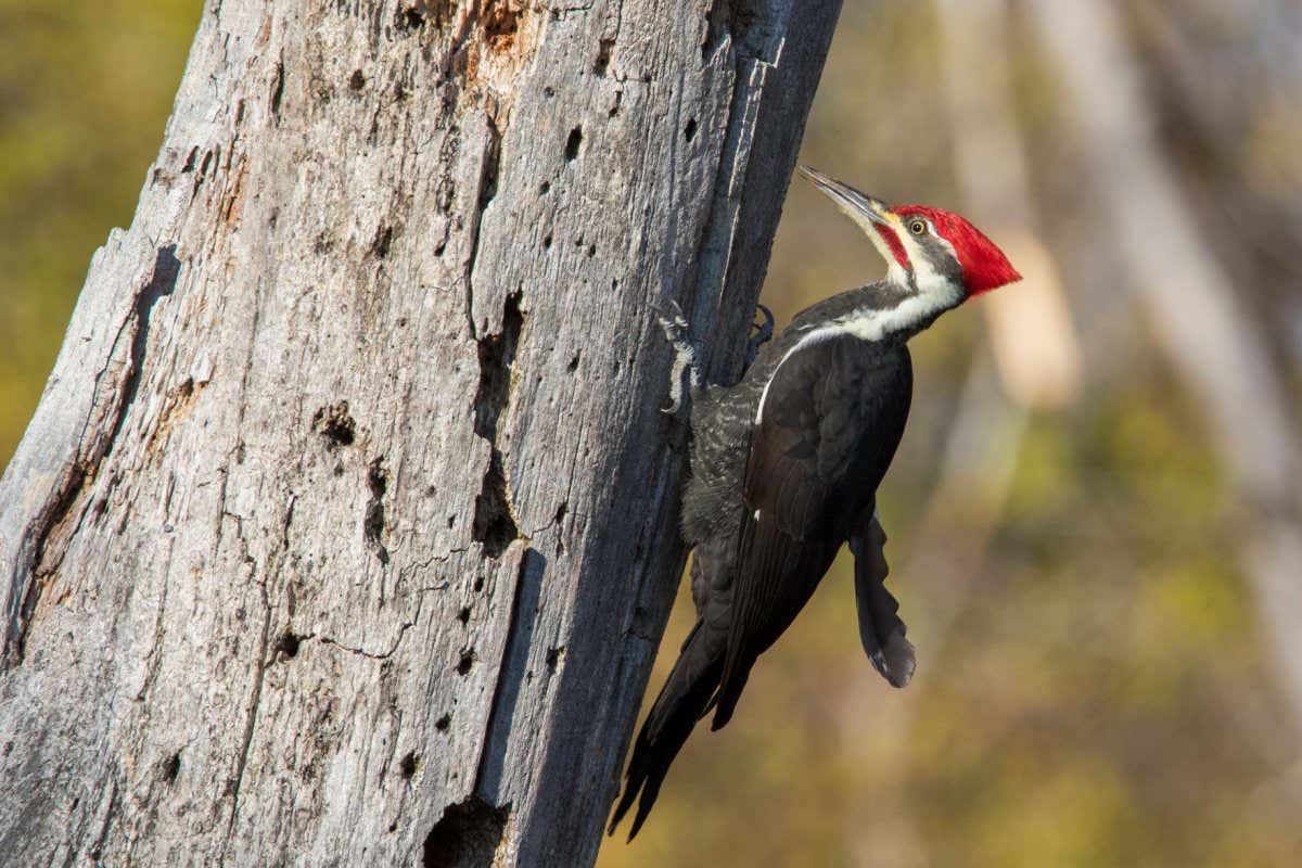 Male pileated woodpecker