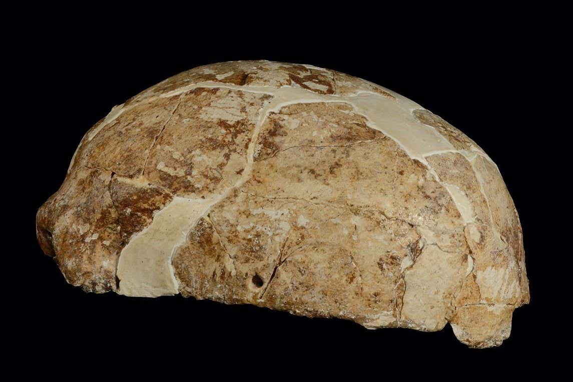 side view of ancient skull