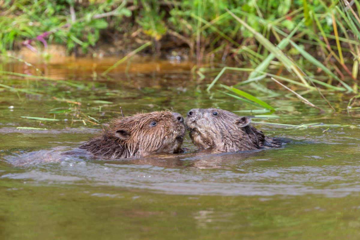 Two beavers in water