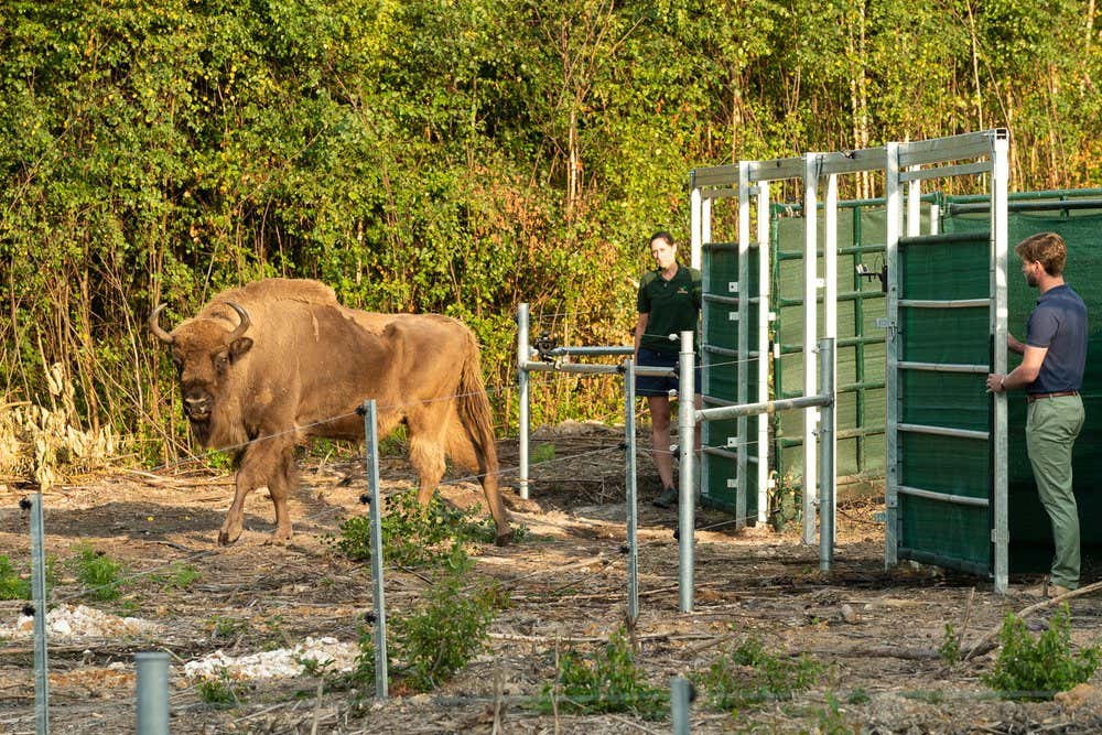 Bison walking out of a pen