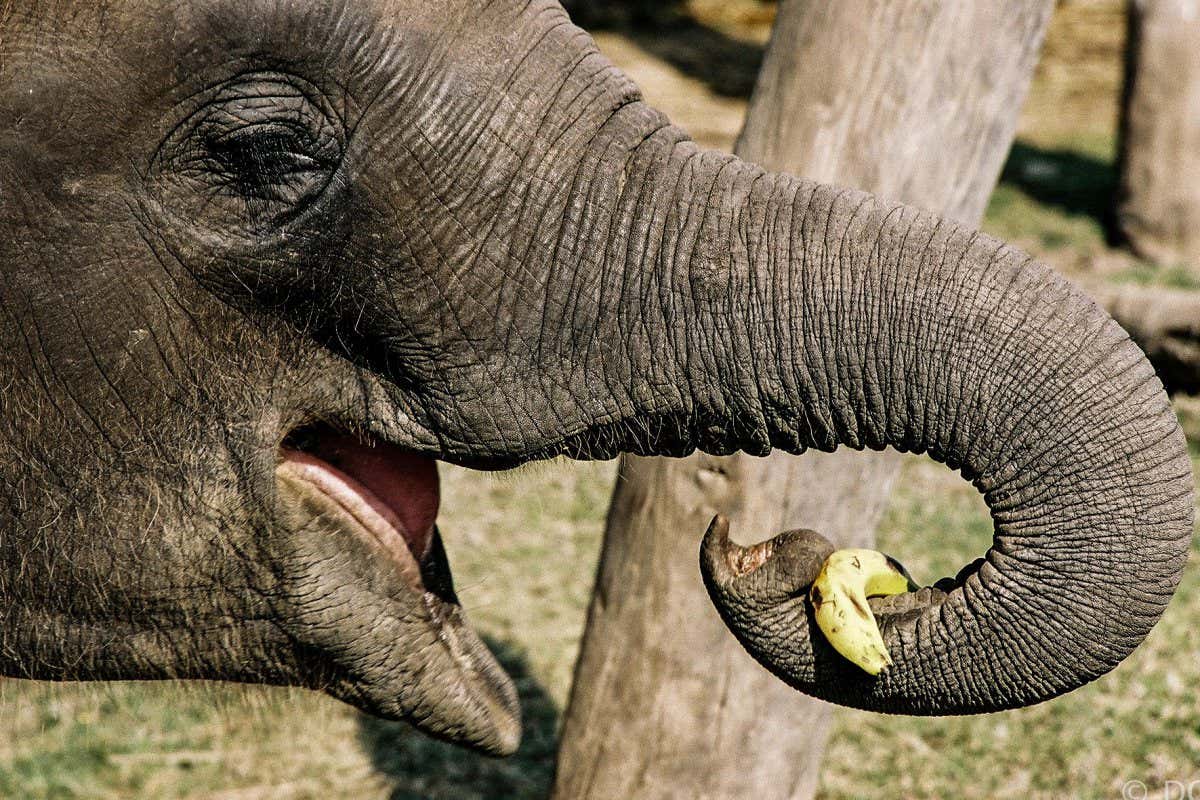 An elephant using its trunk to pick up a banana