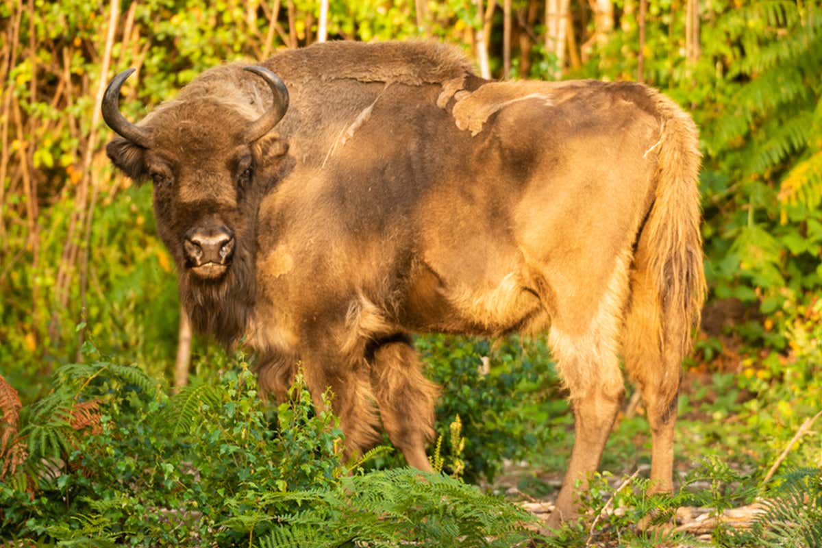 Watch the moment bison were released into the UK