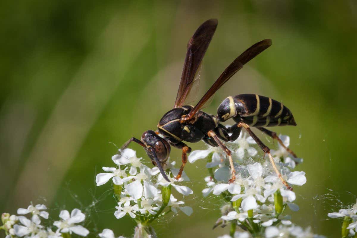 Paper wasp on a flower