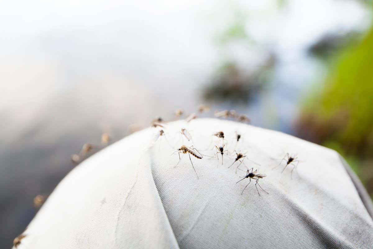Roughly one dozen mosquitoes rest upon a white piece of fabric