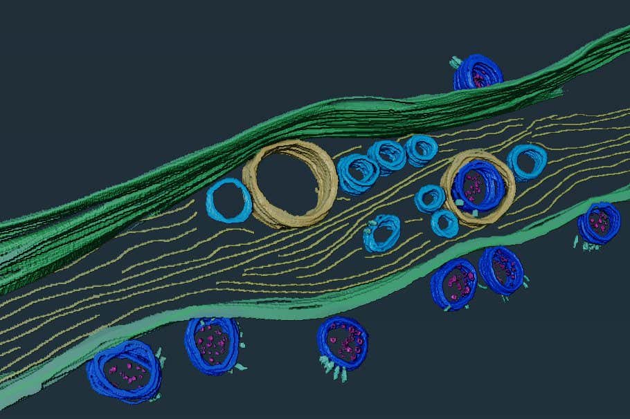 The covid-19 virus, SARS-COV-2, inside and on top of tunneling nanotubes