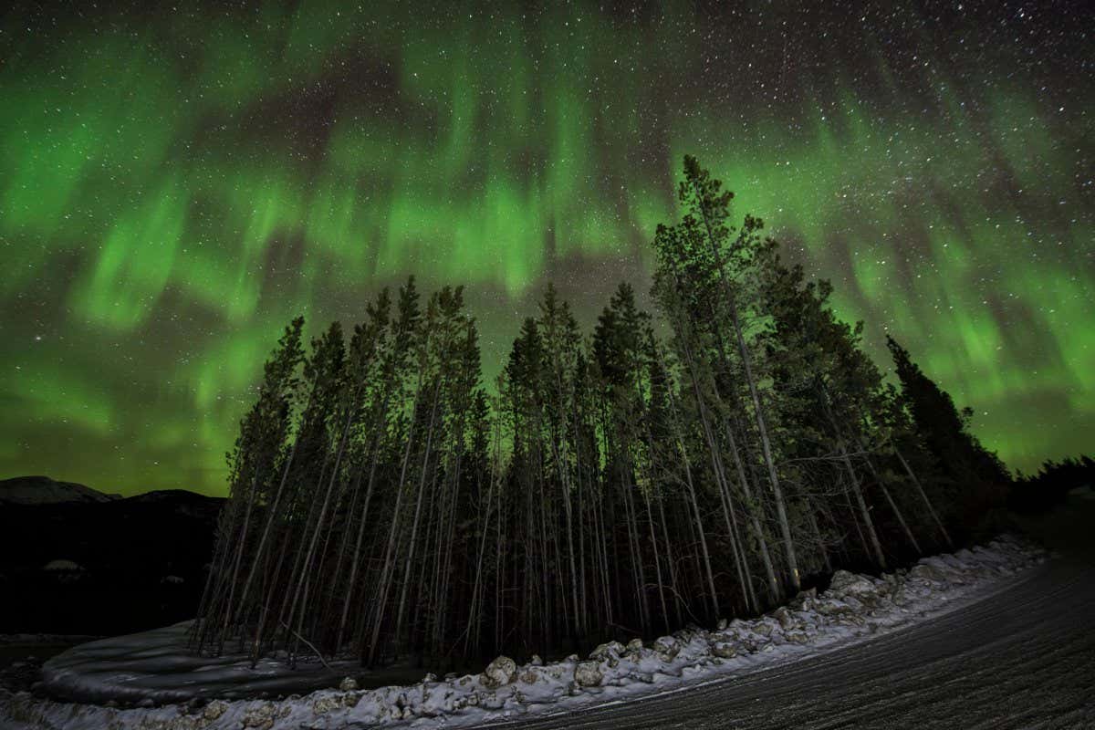 TTN6C3 Low angle majestic view of aurora borealis over forest
