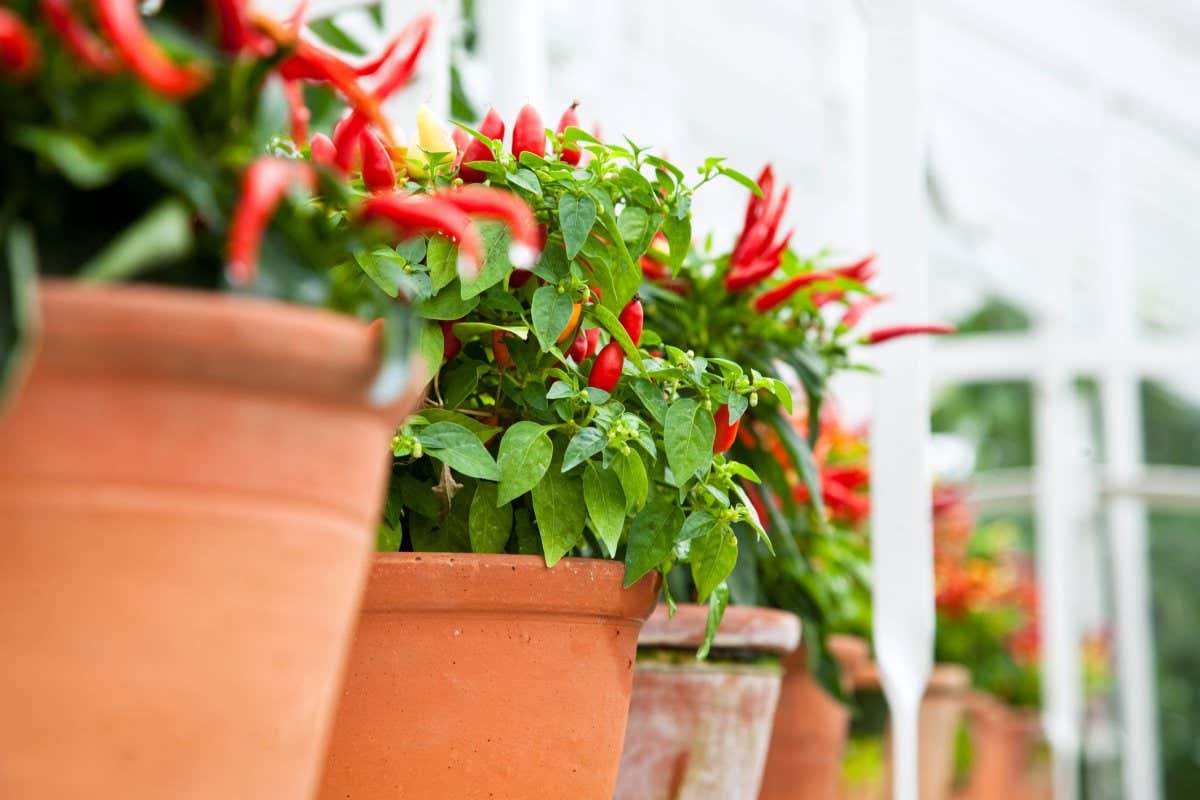 Chillies growing in glasshouse at West Dean