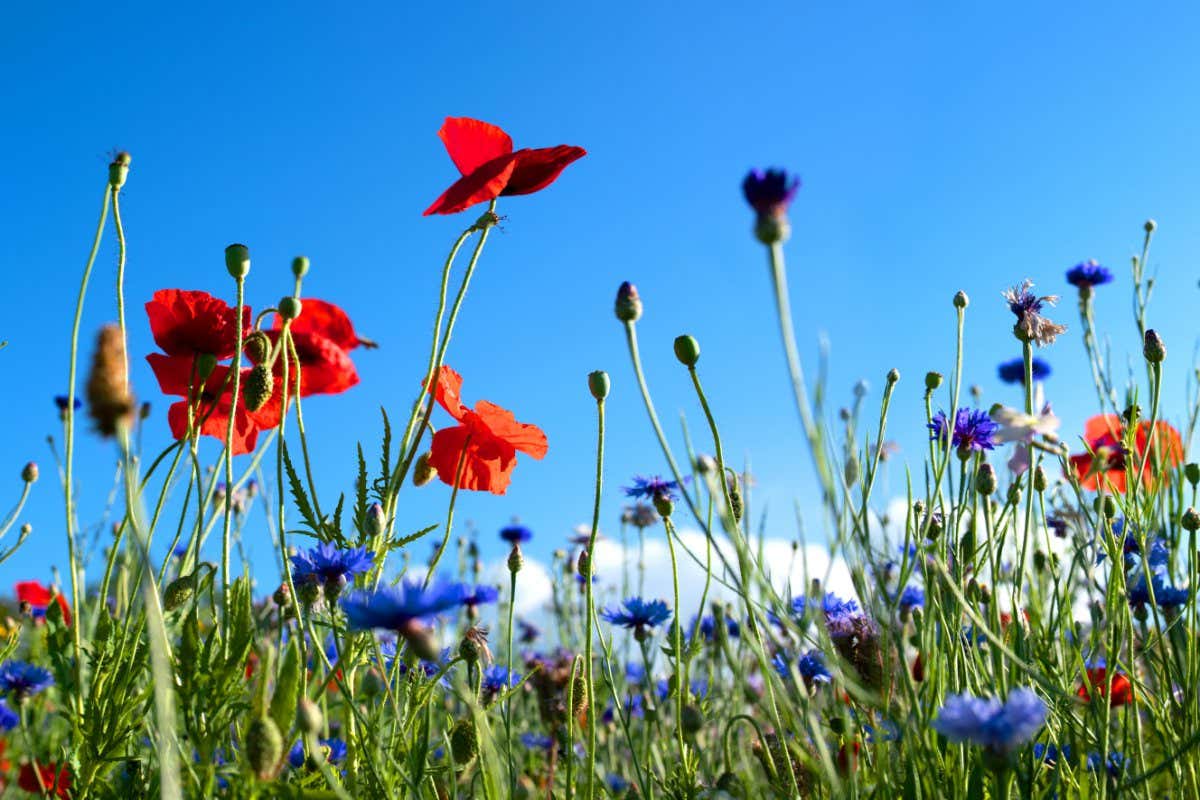 Colourful wild flower meadow in summer