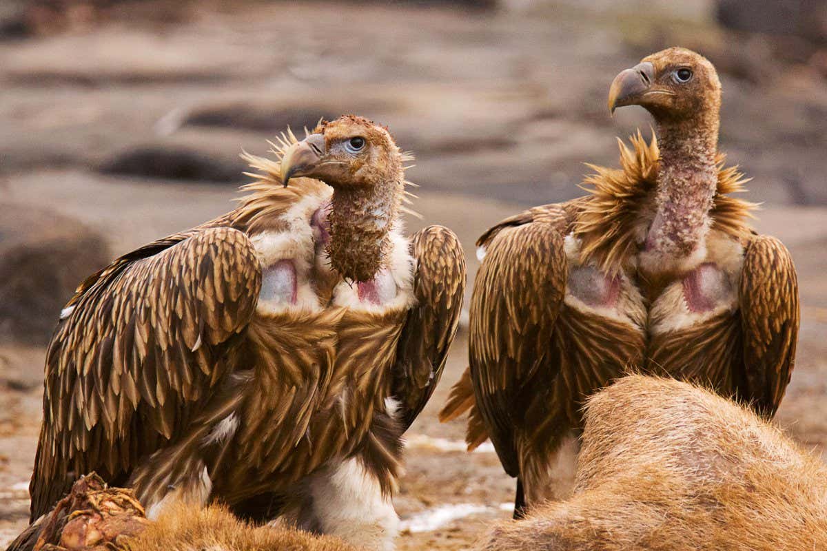 KH4CJP Himalayan Griffon Vulture, Gyps himalayensis, Panna Tiger Reserve, Rajasthan, India