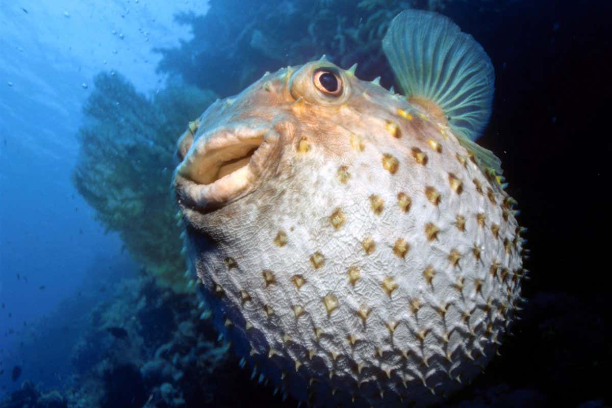 Spiny Pufferfish (Cyclichthys orbicularis)