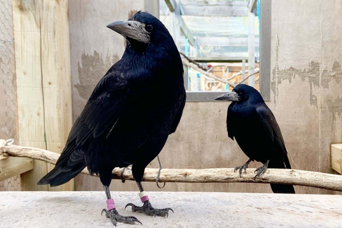 Two rooks in an aviary